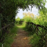 Por los senderos de la Reserva Ecológica de Vicente López